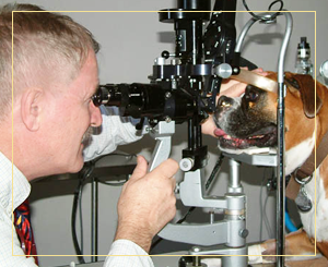 Buy Eye Specialist For Dogs | UP TO 53% OFF